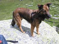 2009_08_18 bella in der silvretta _002